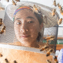 一个学生在一只蜜蜂套装研究活标本