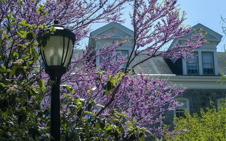 灯柱，紫色树木，帕里什大厅