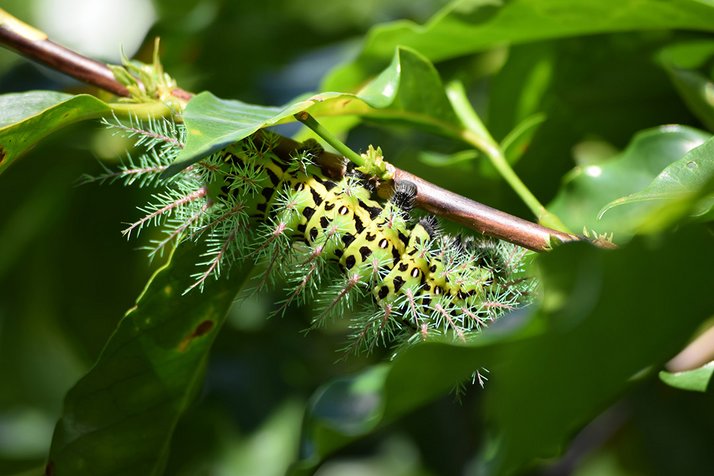 巴拿马博克特的一个咖啡种植园里的带刺蚕蛾毛虫(Automeris metzli)