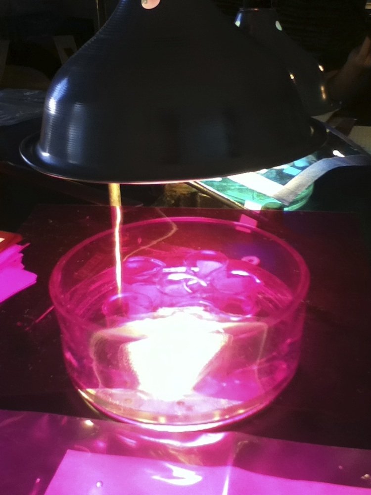6个烧杯的冬青属opaca (Holly)叶磁盘碳酸氢钠溶液在一个紫色的光。