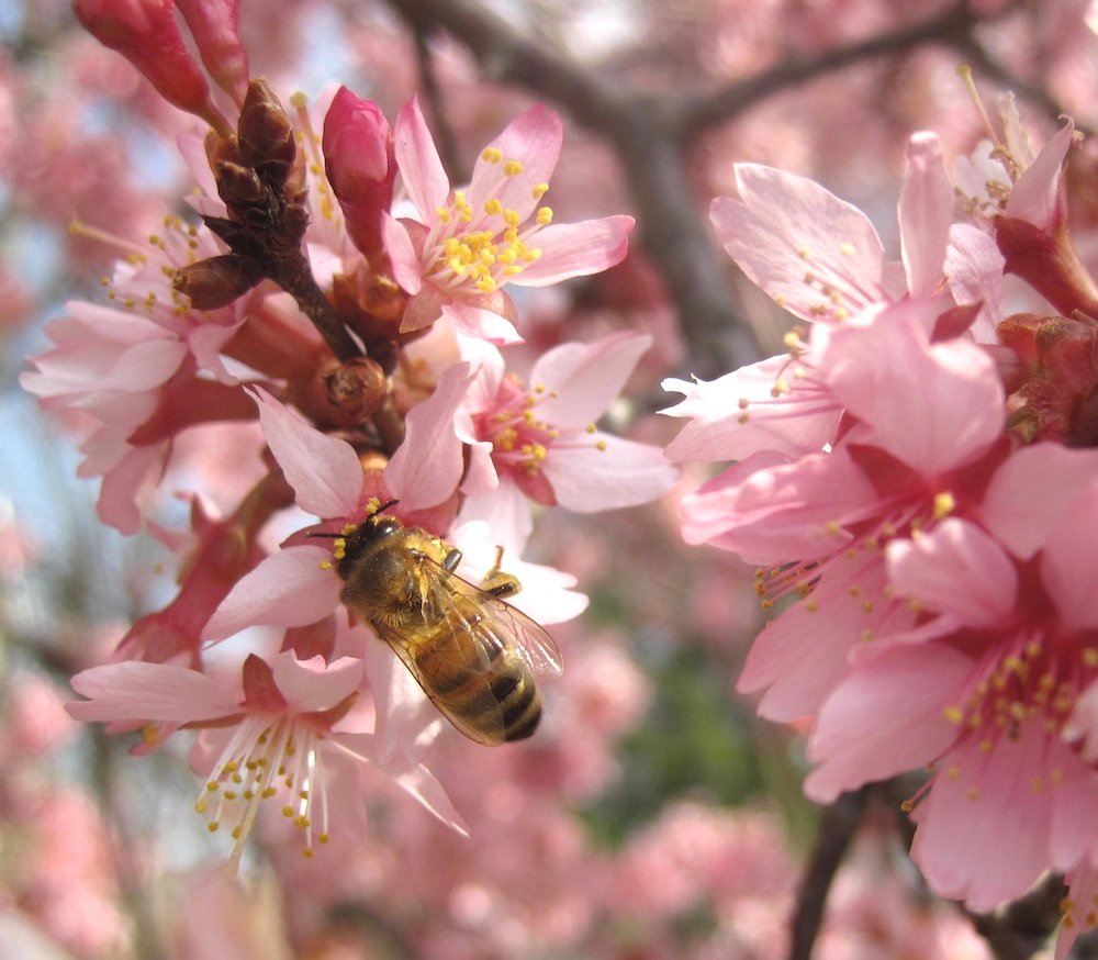 一只蜜蜂授粉的植物园樱花樱桃边界