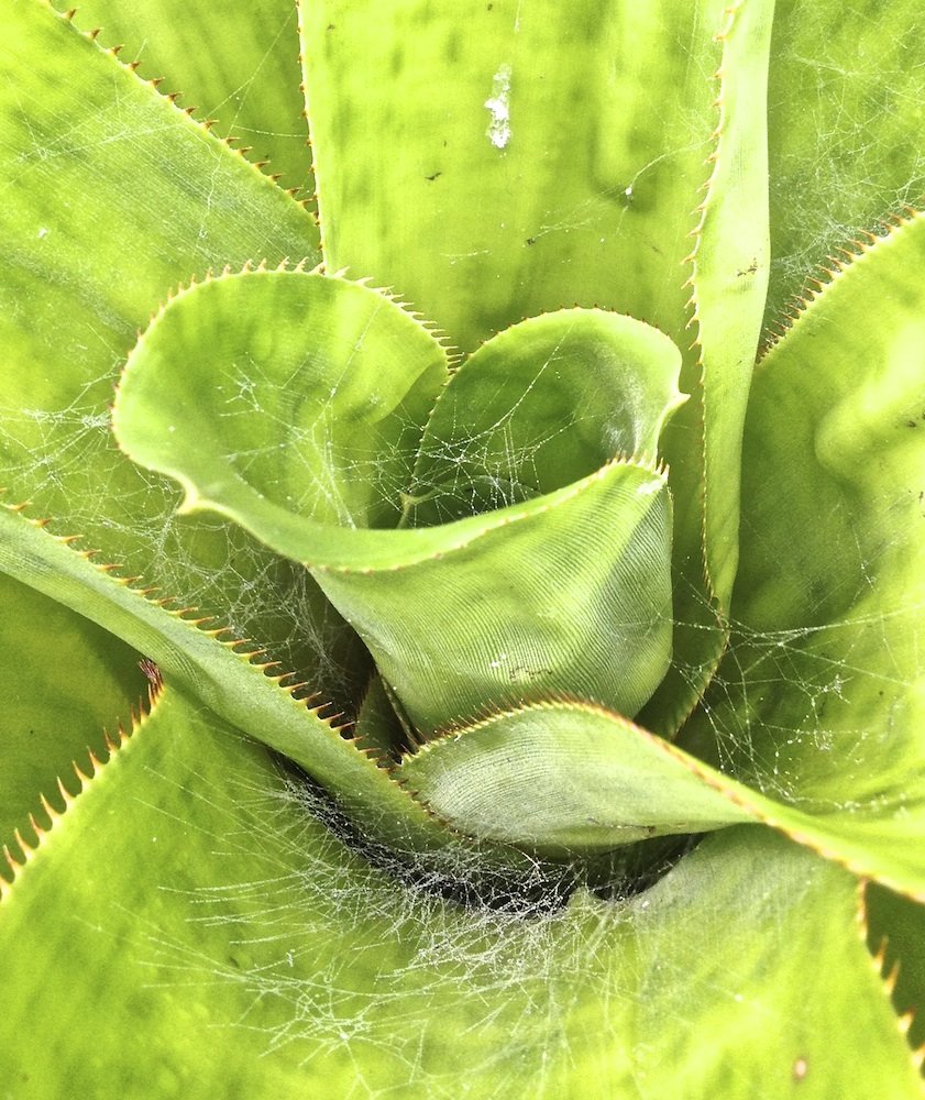 蜘蛛网在绿色Aechmea植物