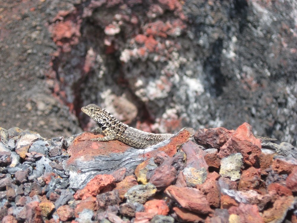 加拉帕戈斯群岛熔岩蜥蜴的嘴El Chico火山岛屿伊莎贝拉在加拉帕戈斯群岛