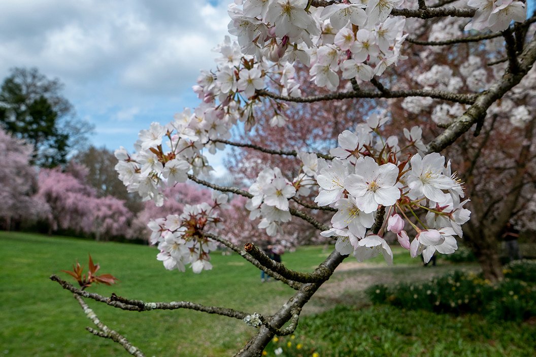 Cherry blossom in foreground
