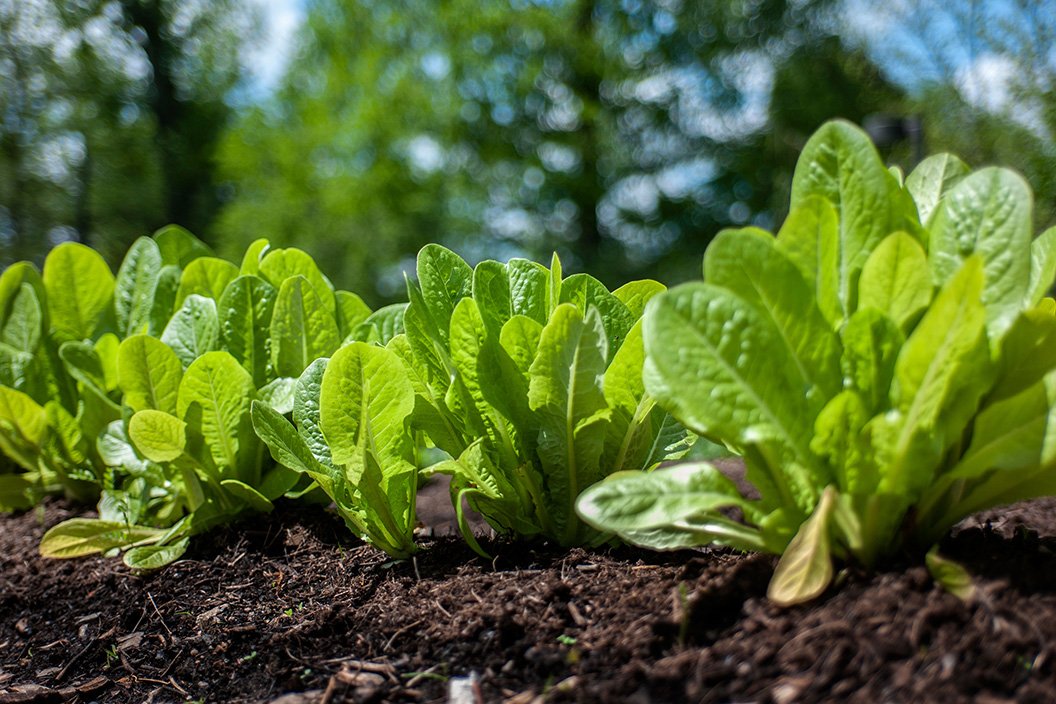 食物生长在“我们的食物”课程花园