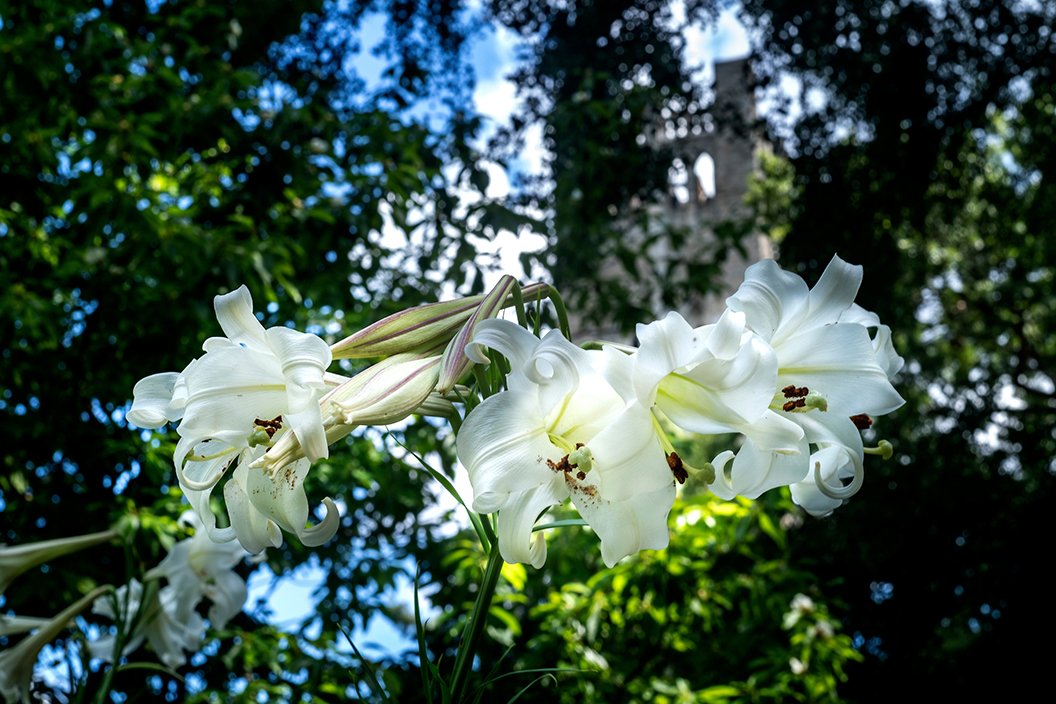 白色的花朵在前台衣庄钟楼模糊的背景